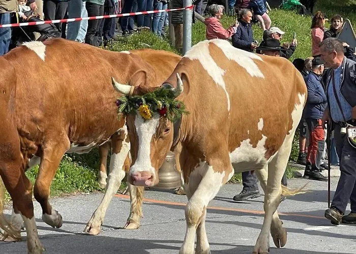 Comfortable 2-bedroom In Appartement Gryon